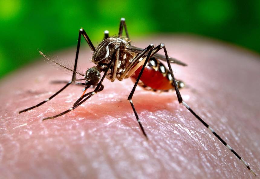 Полчища комаров атаковали жителей уфимского дома