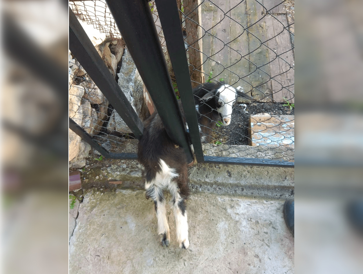 В Башкирии в железном заборе застрял козлёнок