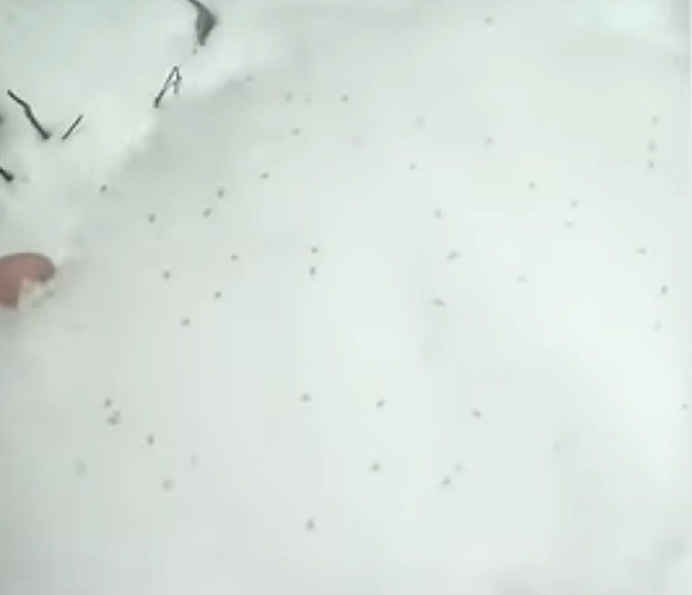 В Башкирии вместе со снегом выпали насекомые