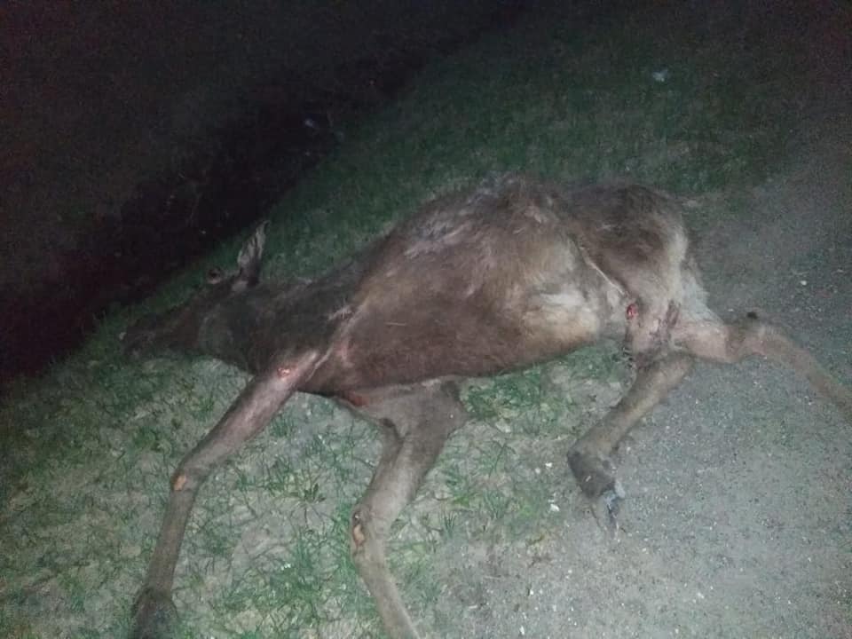 В Башкирии семья на автомобиле насмерть сбила лося, внезапно выбежавшего на дорогу