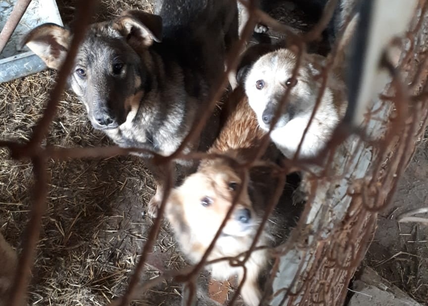 «Собаки мучительно умирают от сепсиса»: В одном из приютов Башкирии обнаружили трупы замученных животных