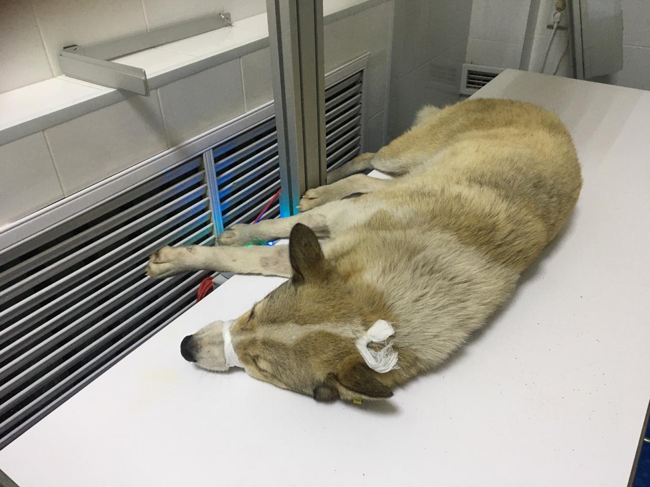 В одном из сёл Башкирии неизвестные прострелили голову бродячей собаке – Животное в критическом состоянии