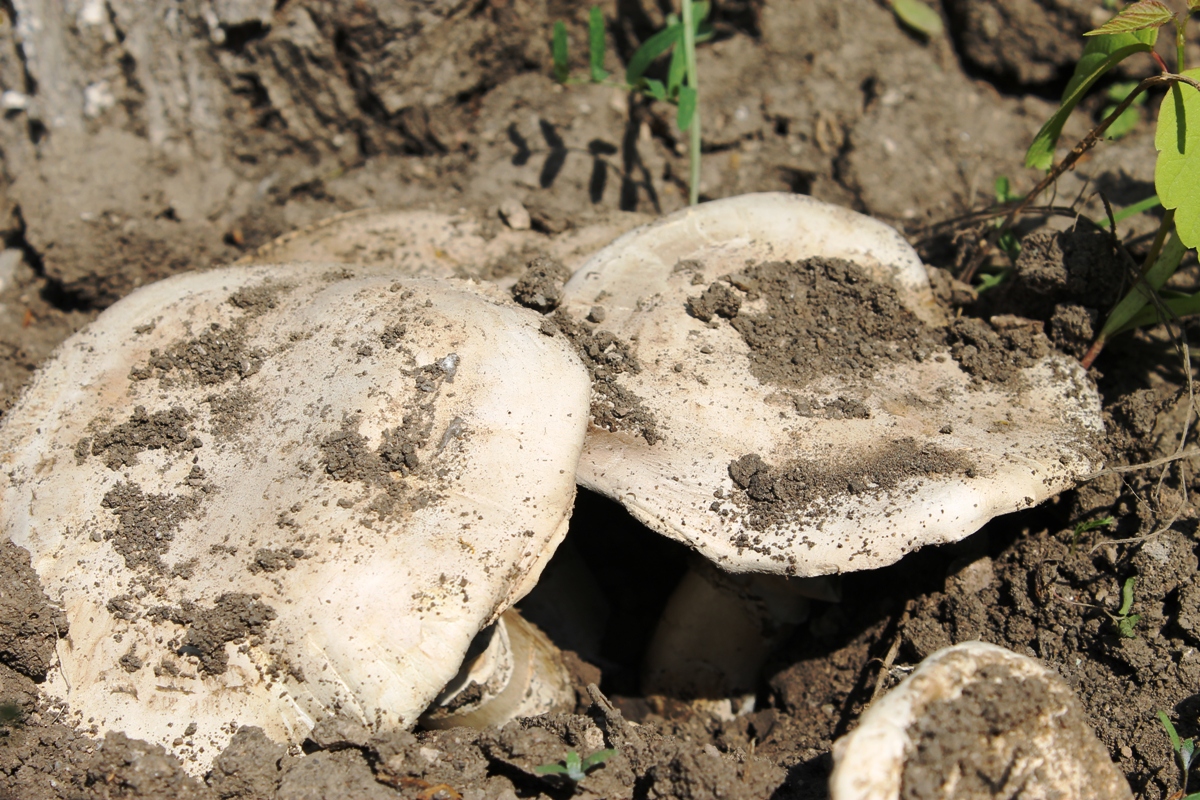 «Это вымысел чистейшей воды»: Директор «Янган-Тау» прокомментировал слухи о запрете сбора грибов и ягод на территории геопарка