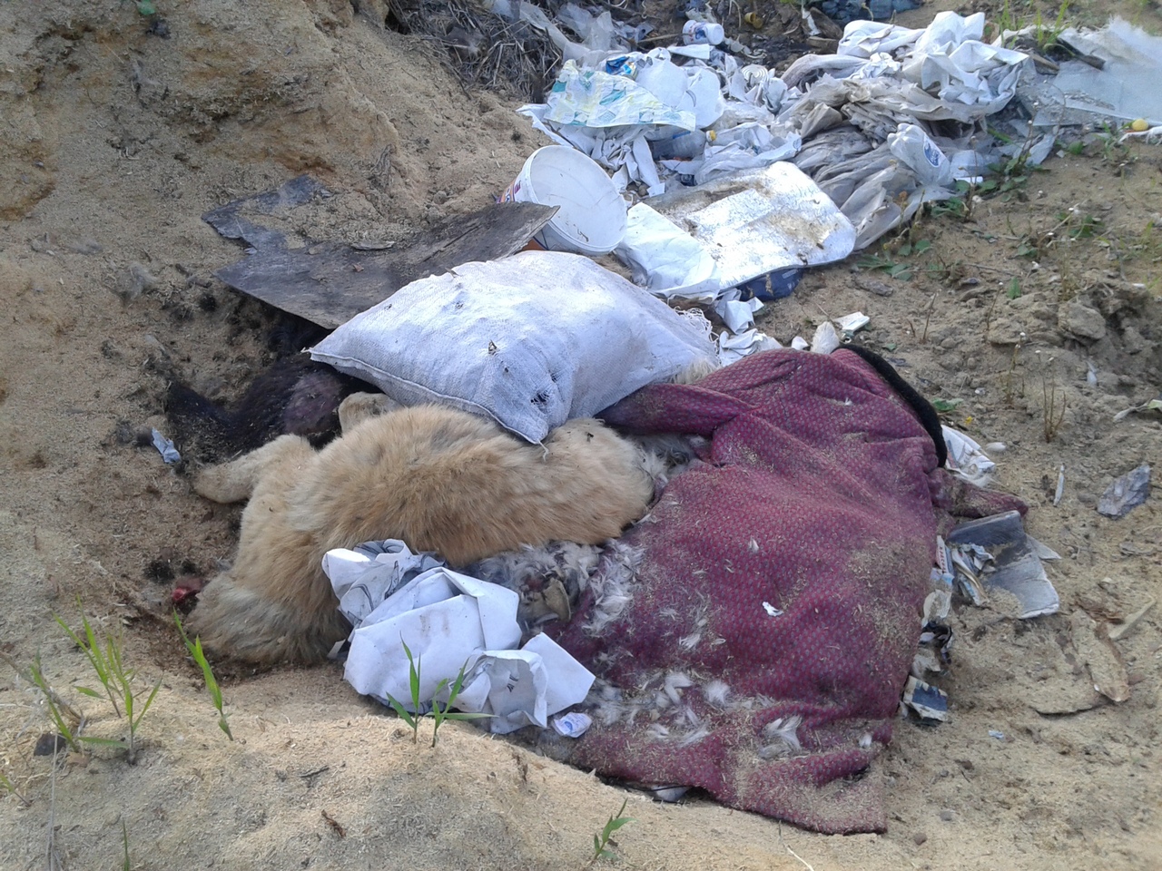 Жители Башкирии наткнулись на необычную свалку – из разорванных мешков виднелись собачьи трупы