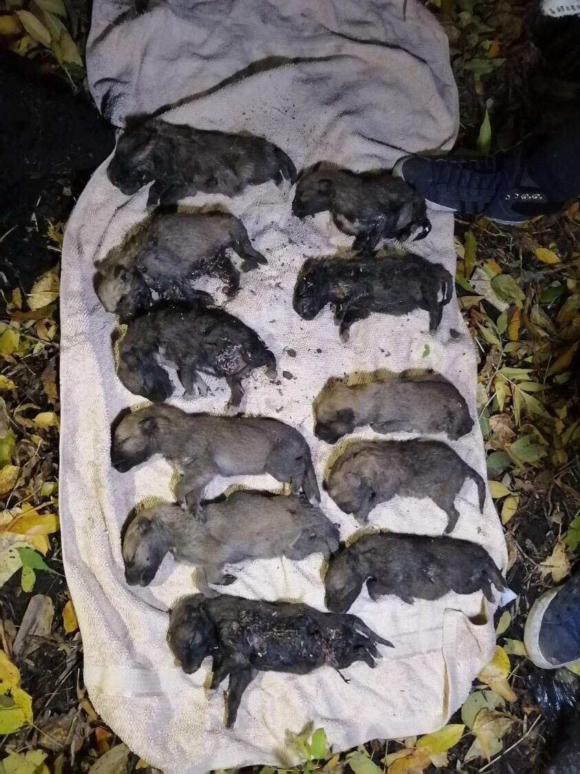 «Умерли естественной смертью»: Появились шокирующие результаты экспертизы по делу гибели щенков в Стерлитамаке