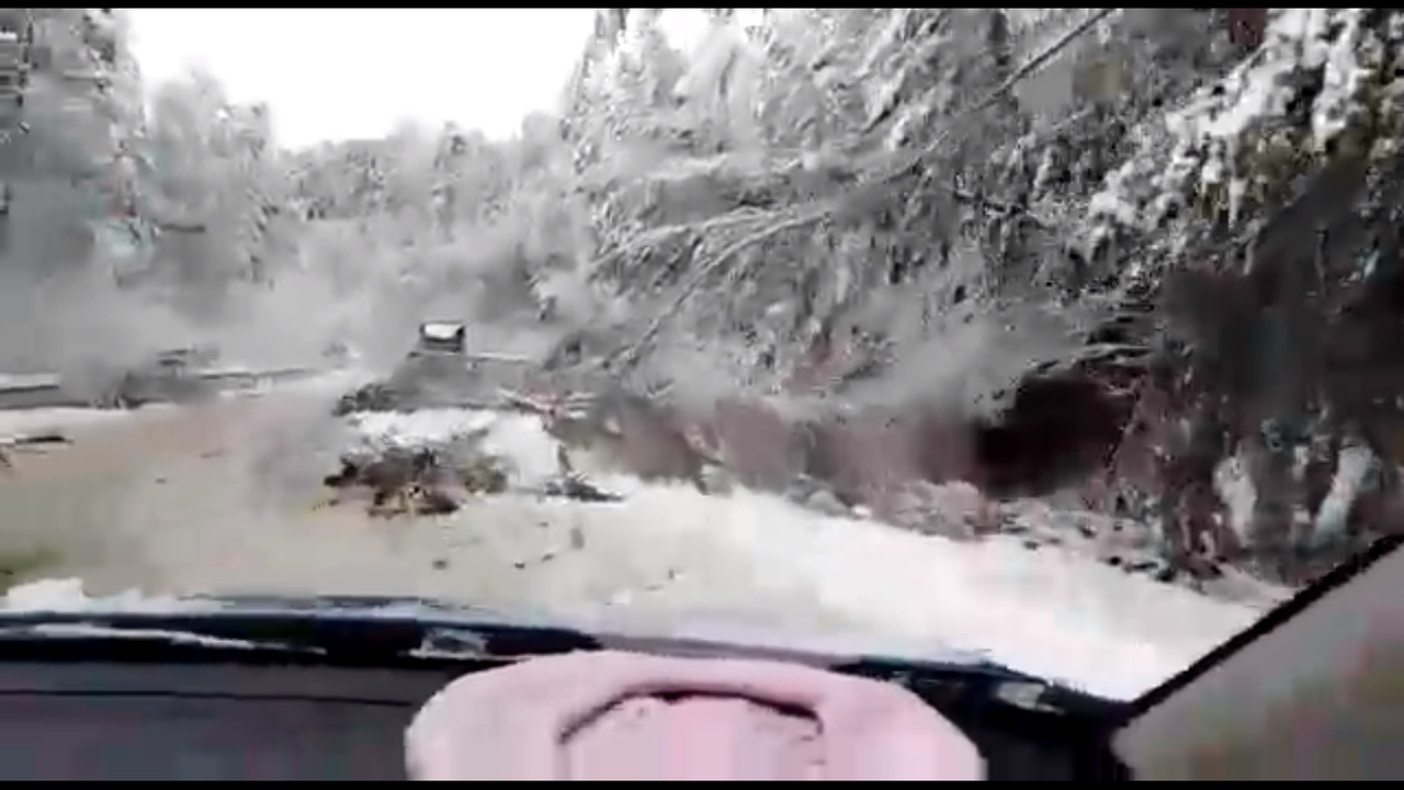 «Господи! Это ужас какой-то!»: В Башкирии мокрый снег повалил деревья на трассе