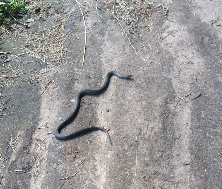 В Башкирии возле детского учреждения нашли змею