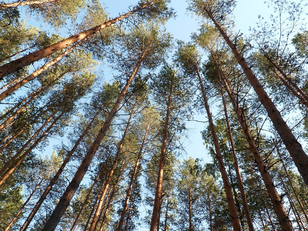 Депутат Госдумы заявил, что реальные цифры незаконной вырубки деревьев в Башкирии в два раза больше данных официальной статистики