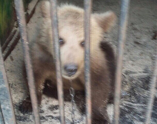 В Башкирии скандальный зоопарк ужасает местных жителей состоянием животных и уровнем угрозы для посетителей