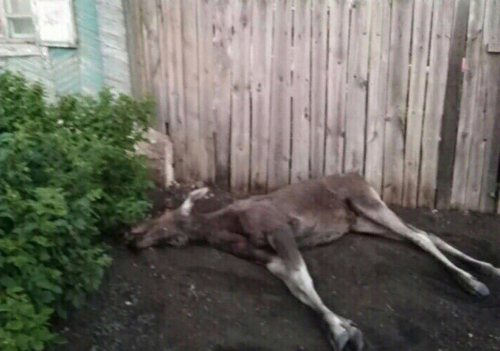 в Сибае окровавленный лось забежал в частный двор и погиб 