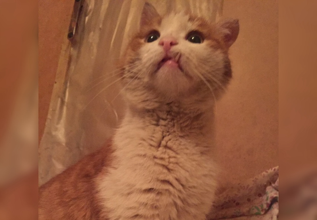 «Как он выжил, непонятно»: Волонтеры просят жителей Уфы помочь коту с жуткими травмами