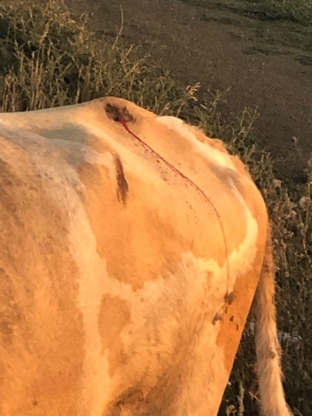 В Башкирии работника агрофирмы забодал племенной бык: Руководство скрыло несчастный случай