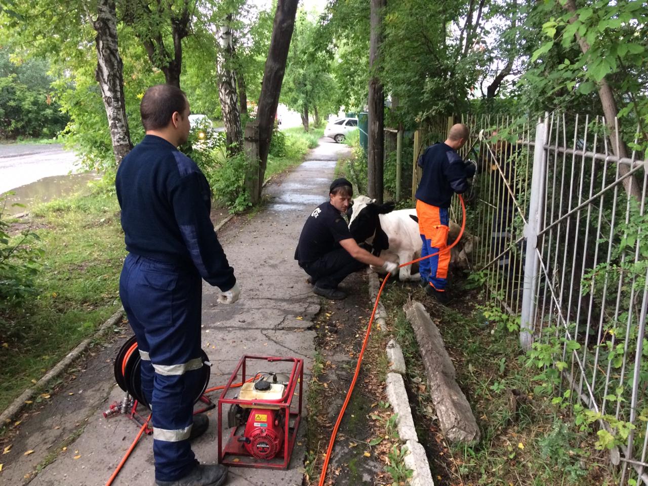 В Башкирии спасатели помогли застрявшей в заборе корове