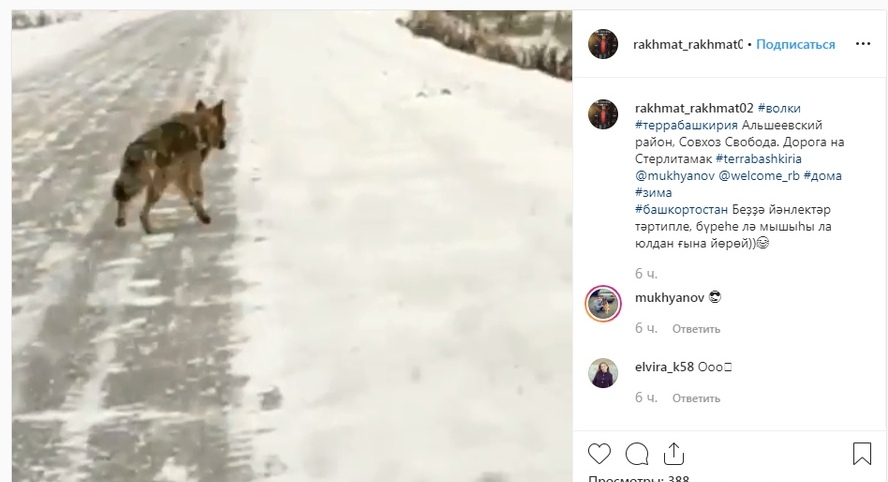 На трассе в Башкирии заметили стаю волков
