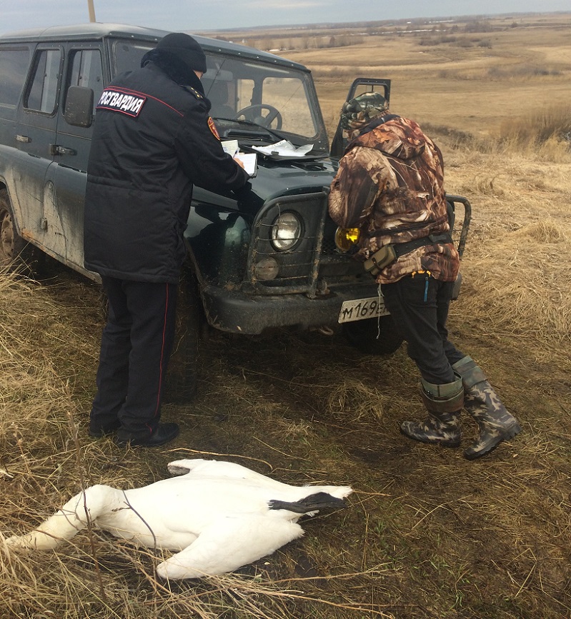 В Башкирии уфимца задержали за отстрел краснокнижного лебедя