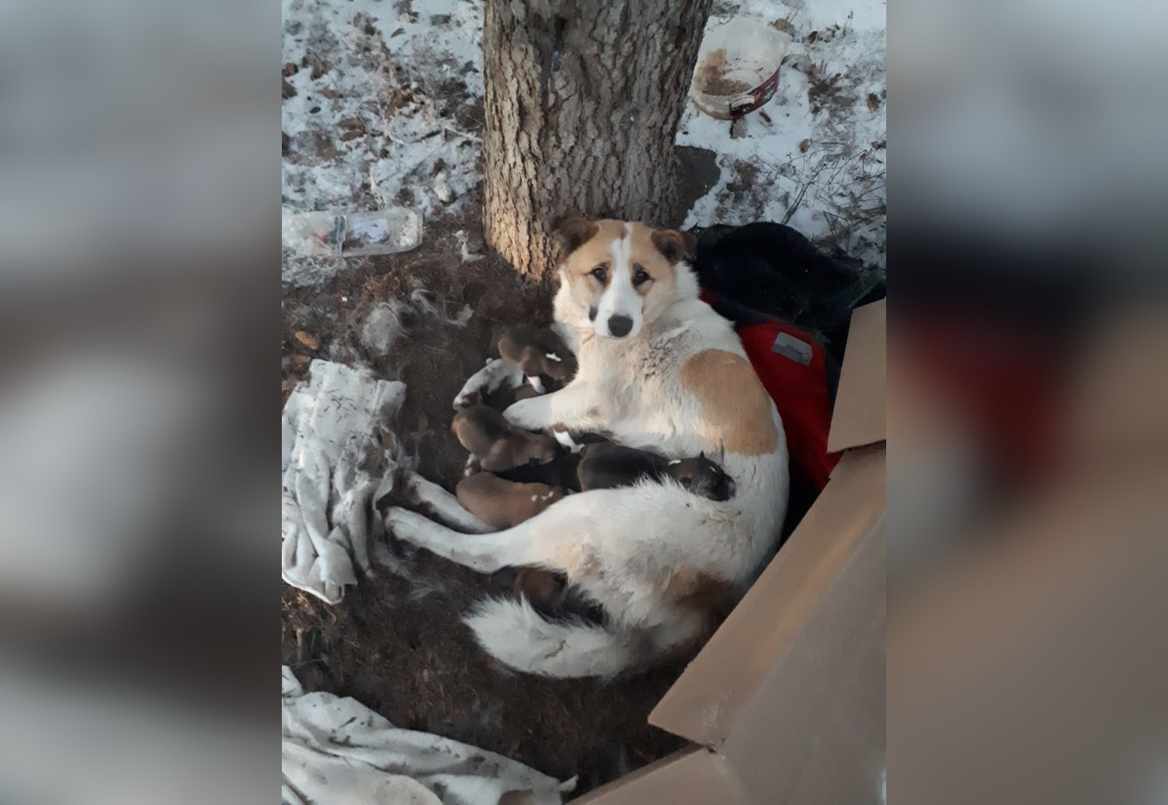 «Они спали на голой холодной земле»: В Уфе волонтёры спасли жизнь собаке и десяти новорождённым щенкам