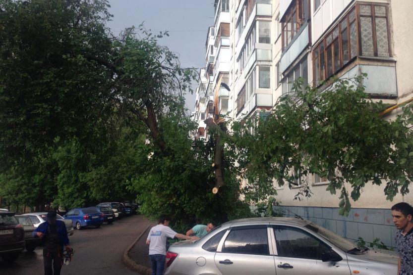 В Уфе дерево упало на припаркованный автомобиль Lada Granta
