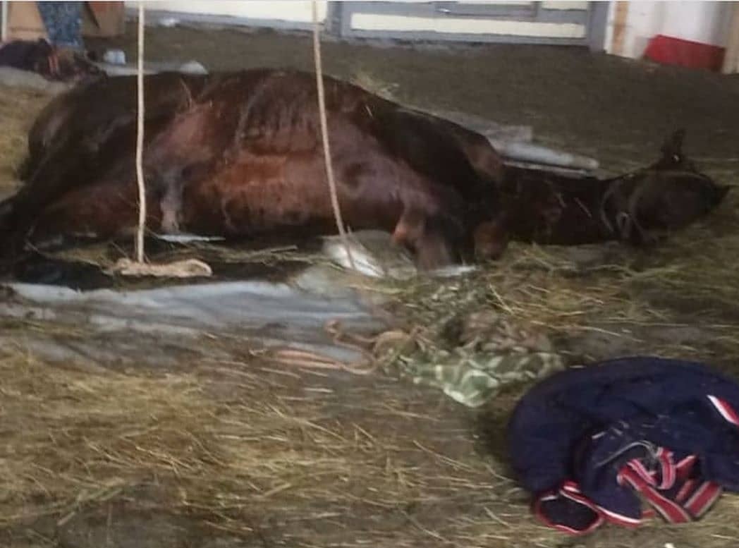 Зоозащитники из Башкирии требуют наказать виновных в смерти лучшей лошади из школы олимпийского резерва по конному спорту