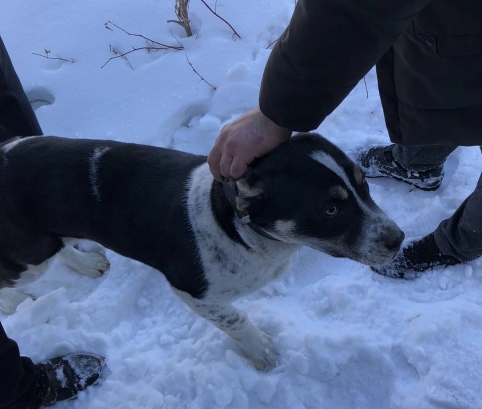 В Башкирии спасатели помогли собаке вернуться домой