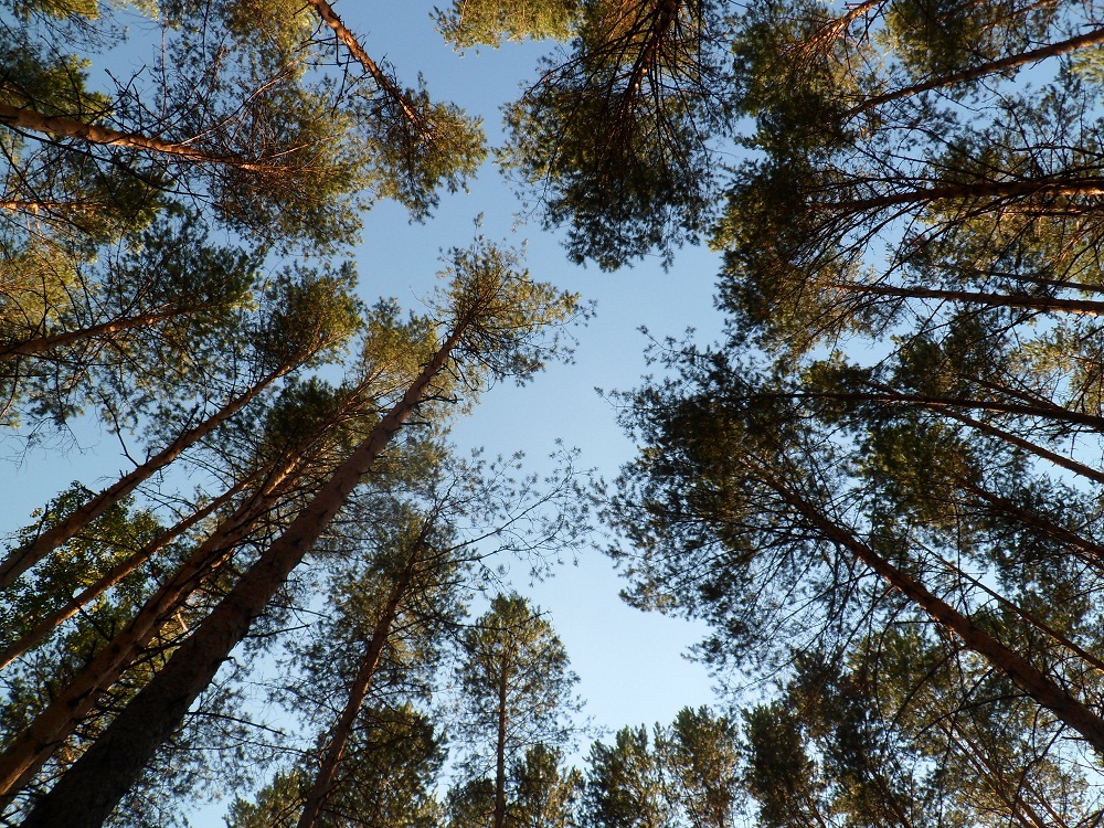 На сохранение своих лесов Башкирия получит более 200 млн рублей