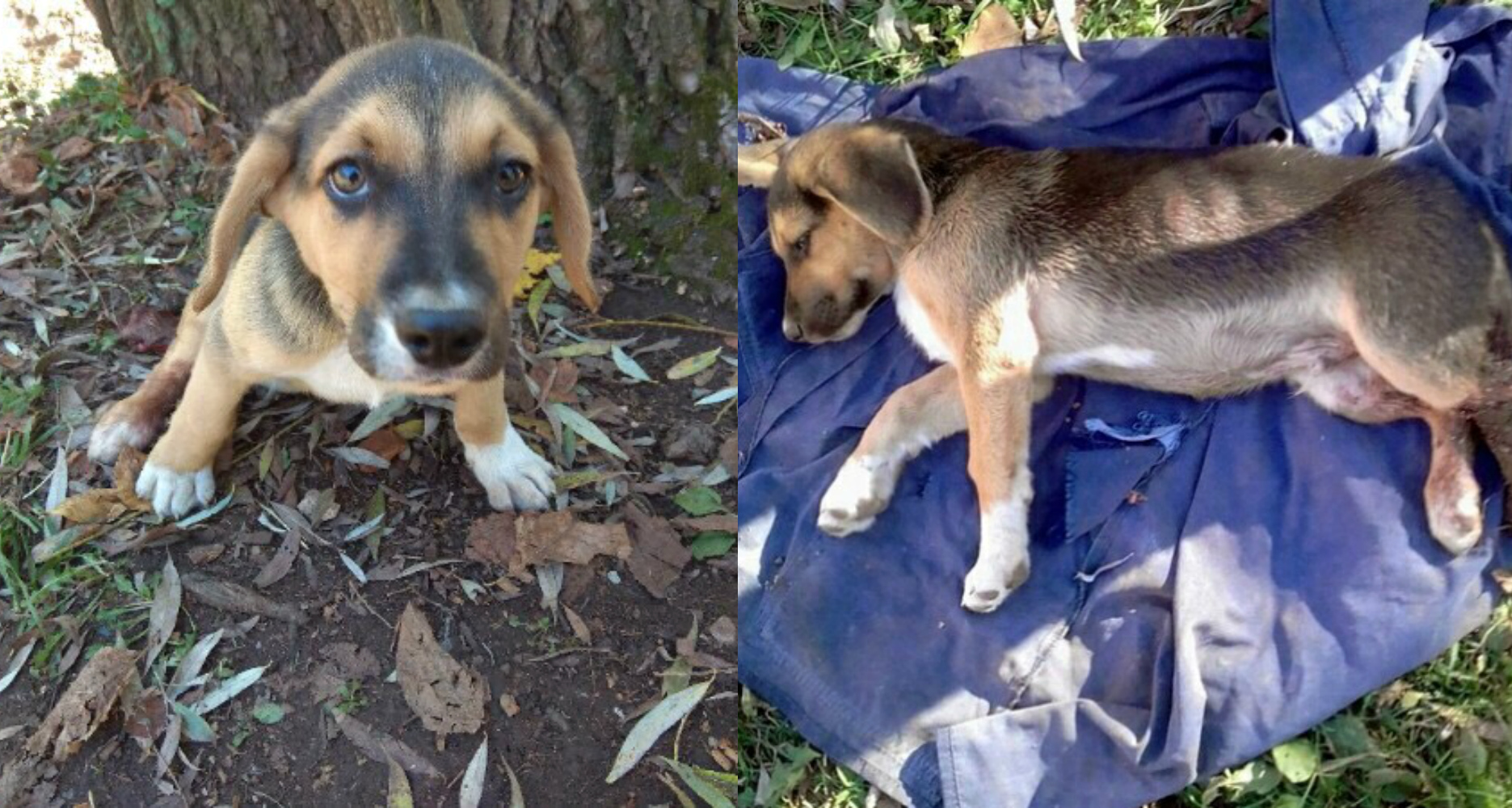 В Стерлитамаке зоозащитники борются за жизнь попавшего под колёса щенка