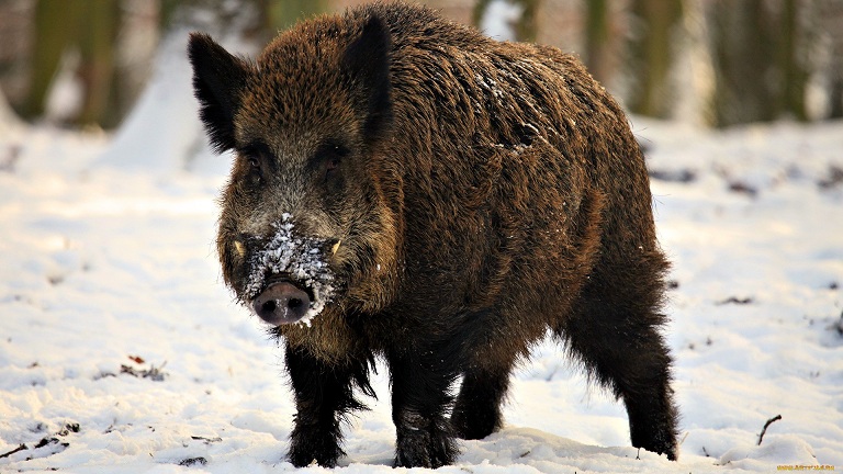 В Башкирии у браконьеров конфисковали снегоходы за отстрел кабанов