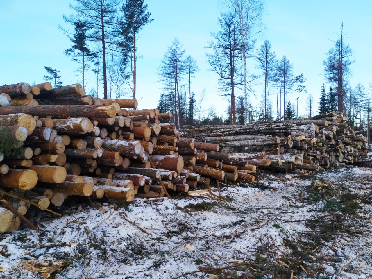 Глава Белорецкого района заявил, что не может запретить вырубку леса на Инзерских зубчатках 