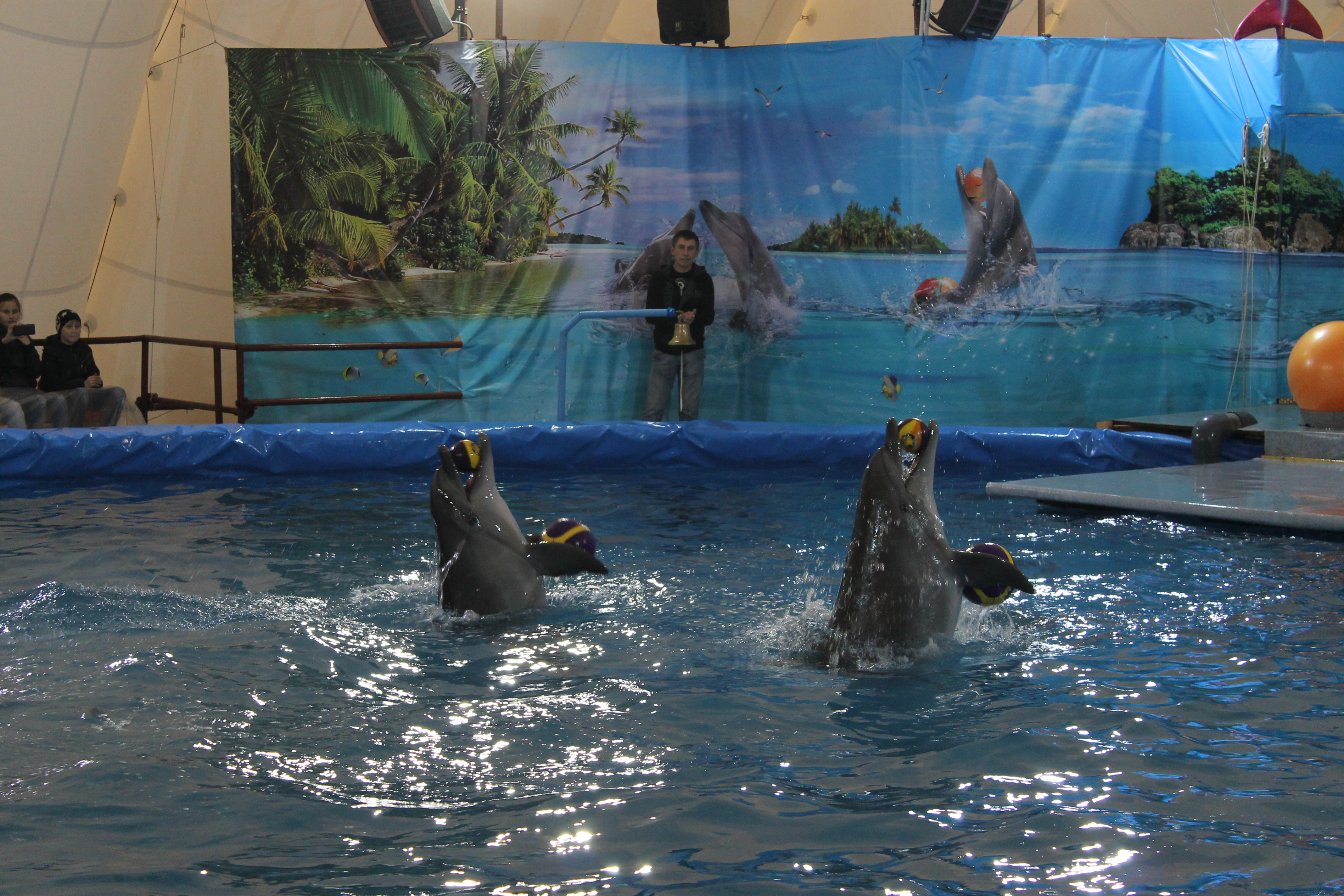Курултай Башкирии поддержал запрет на передвижные зоопарки и дельфинарии
