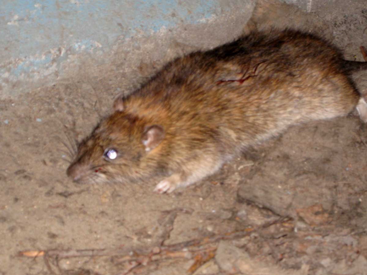  Башкирия переживает нашествие крыс в жилых домах