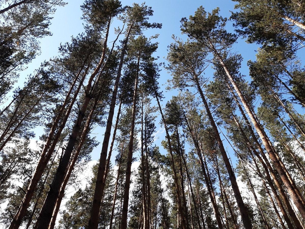 Башкирия потратит 3,5 млрд рублей на охрану лесов