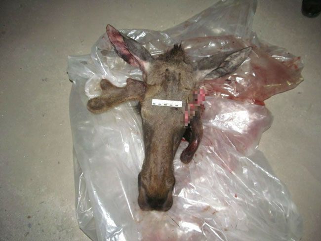 В Башкирии инспекторы обнаружили в машине останки животного