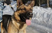 О служебных собаках и их хозяевах: Фоторепортаж с базы кинологической службы Уфы