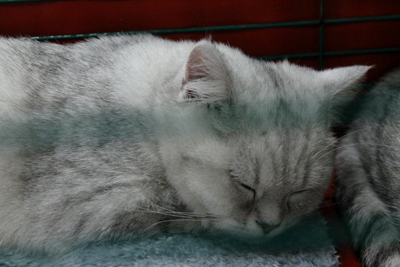 Уфимцы уже неделю переживают за судьбу застрявшей в вентиляционной системе многоквартирного дома кошки