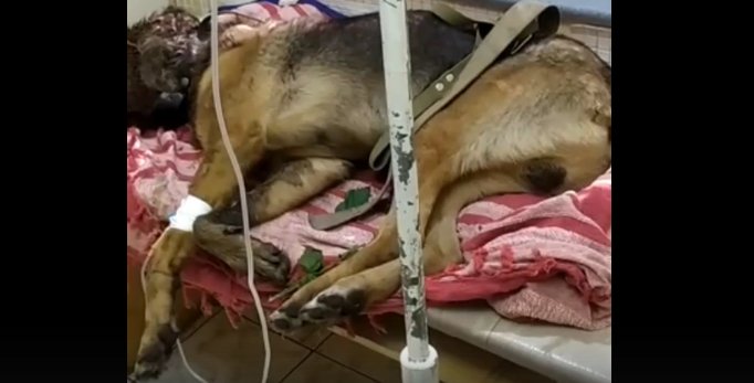 «За считанные часы собаке съели глаза черви»: Зоозащитники подозревают уфимцев в жёстоком убийстве пса