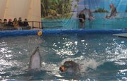 Уфимцев приглашают на шоу дельфинов и морских котиков