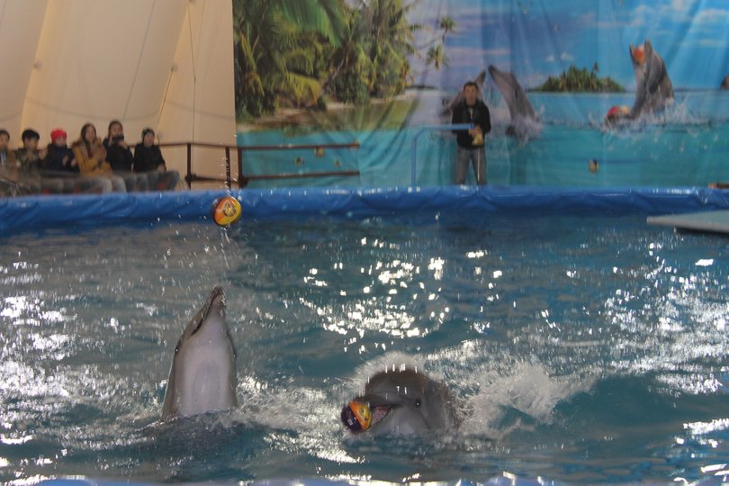Уфимцев приглашают на шоу дельфинов и морских котиков