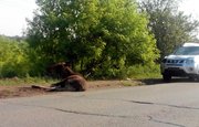 В Башкирии возле трассы обнаружили лося с серьезными травмами