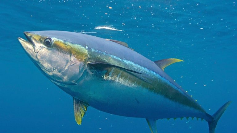 В Токио с молотка ушел тунец за рекордные 3,1 миллиона долларов