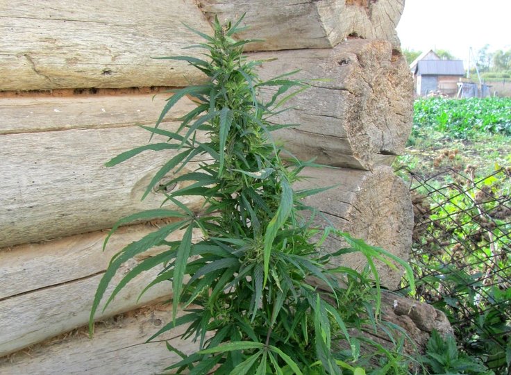 В Башкирии обнаружили огород с марихуаной