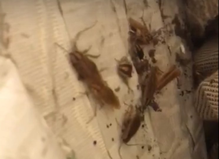 Жители Уфы оказались жертвами нашествия тараканов