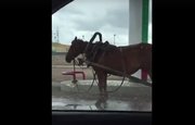 Видео: Житель Башкирии «заправил» на АЗС свою лошадь