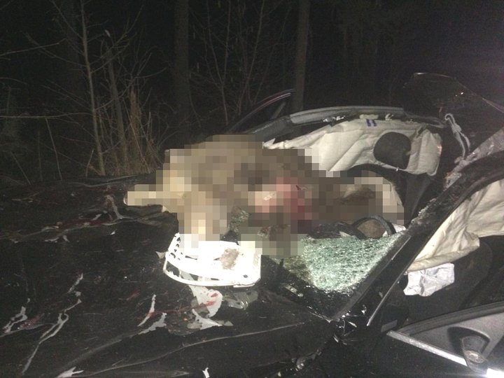 В Башкирии автомобиль сбил лося, два человека пострадали