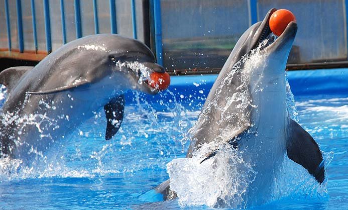 В Уфе открывается дельфинарий