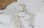 В Башкирии незаконно расстреляли собак