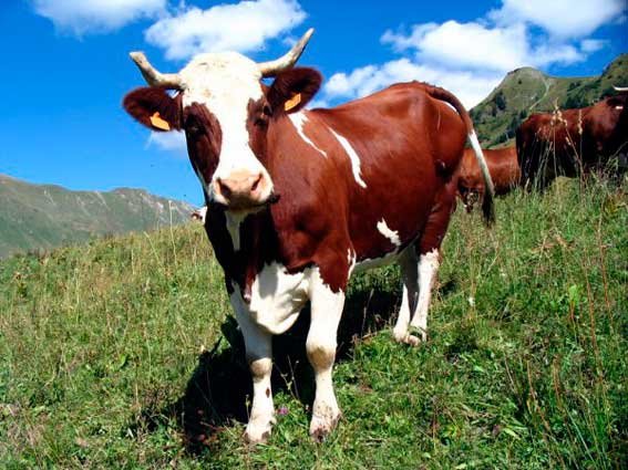 Житель Башкирии похитил трёх коров и распродал их мясо за 30 тысяч рублей