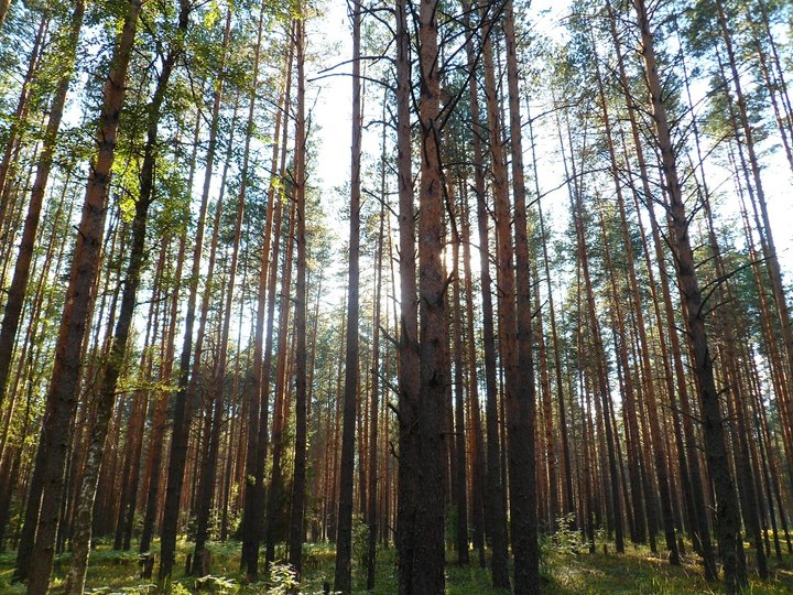 Жителей Башкирии предупредили, что поездки в лес временно стали опасными