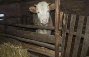 В Башкирии при пожаре в сарае погибли 6 голов скота