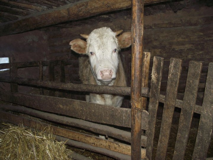 На молочной ферме в Башкирии мужчину затянуло в транспортер для навоза
