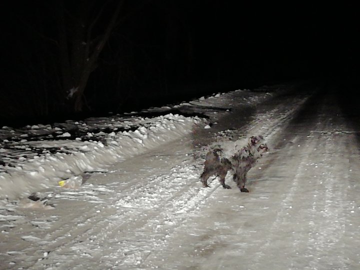 В Башкирии покрывшийся инеем пёс на обочине дороги ждёт бросивших его хозяев