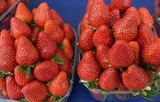 Башкирия вошла в топ-10 самых ягодных регионов России – Где еще можно собрать ягоды?